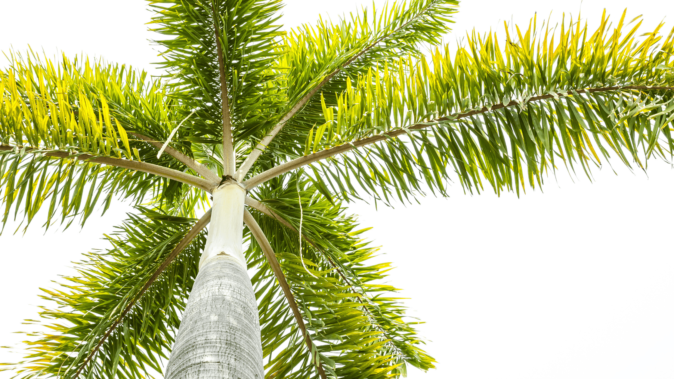 The Different Types of Palm Trees in Florida - Troys Tropics