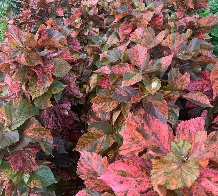Copper Plants Care Guide From A Florida Nursery - Troys Tropics