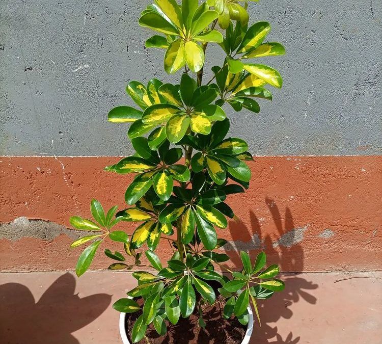 Arboricola Care Guide From A Florida Nursery - Troys Tropics