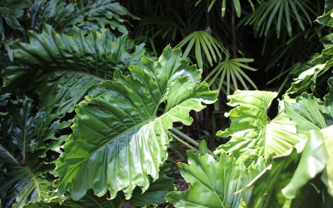 Alocasia Plant Care - Florida Grow Guide - Troys Tropics