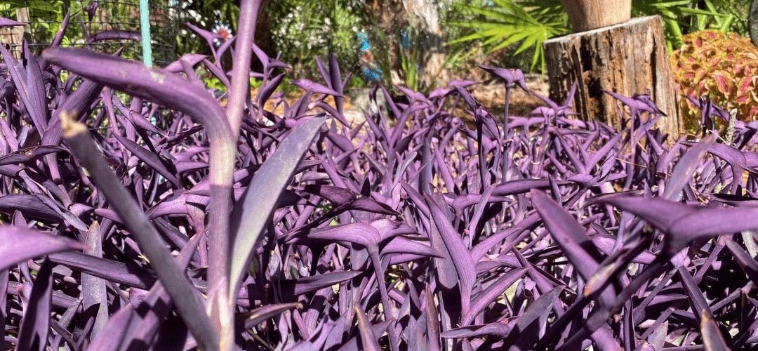 Purple Heart Plant Care Guide | Tradescantia pallida