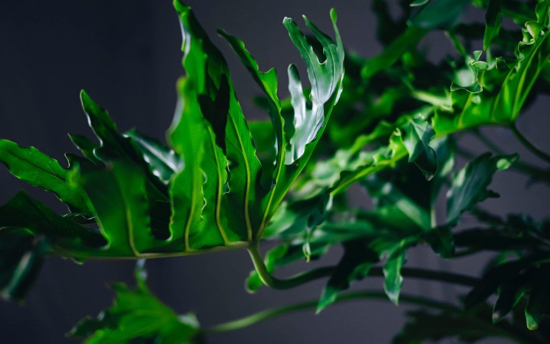 Philodendron Xanadu Care Guide | Indoor Plant for Florida Humidity