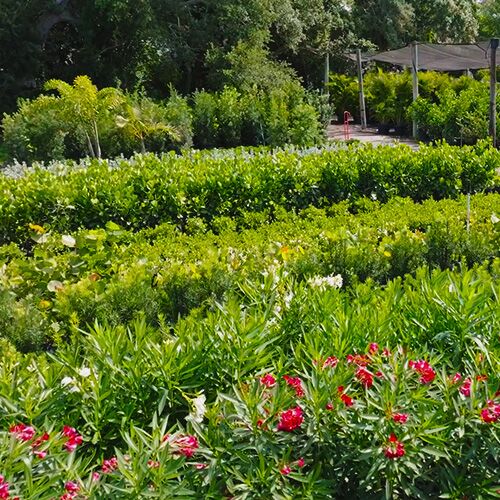 Wholesale Plant Nursery Sarasota FL - Troy's Tropics