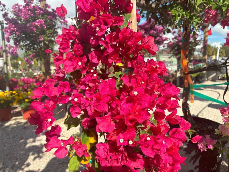 Bougainvillea 'Barbara Karst': Sarasota's Showstopper for Year-Round Color