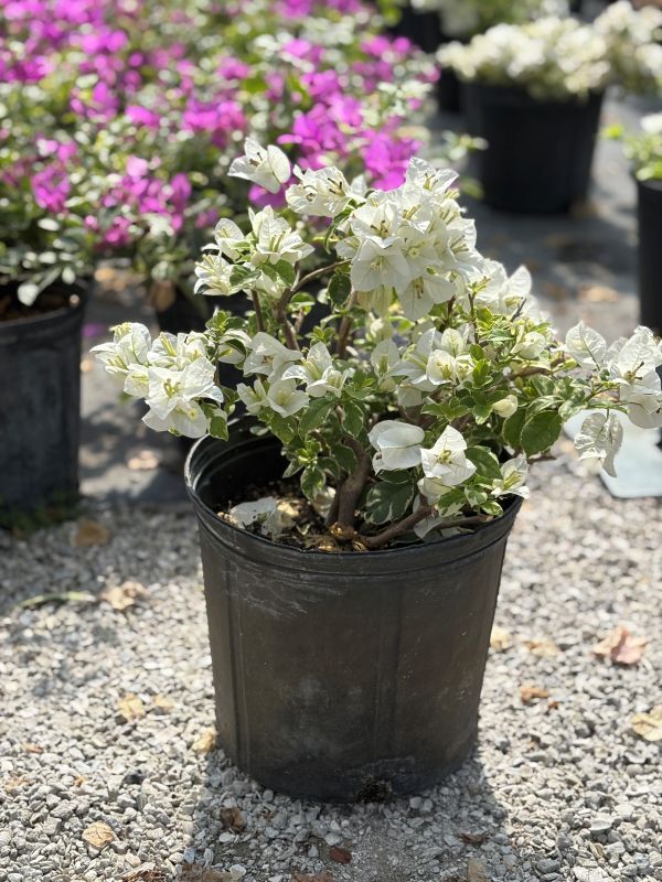 Bougainvillea 'Coconut Ice': Cool, Classy, and Florida-Friendly - Troys  Tropics